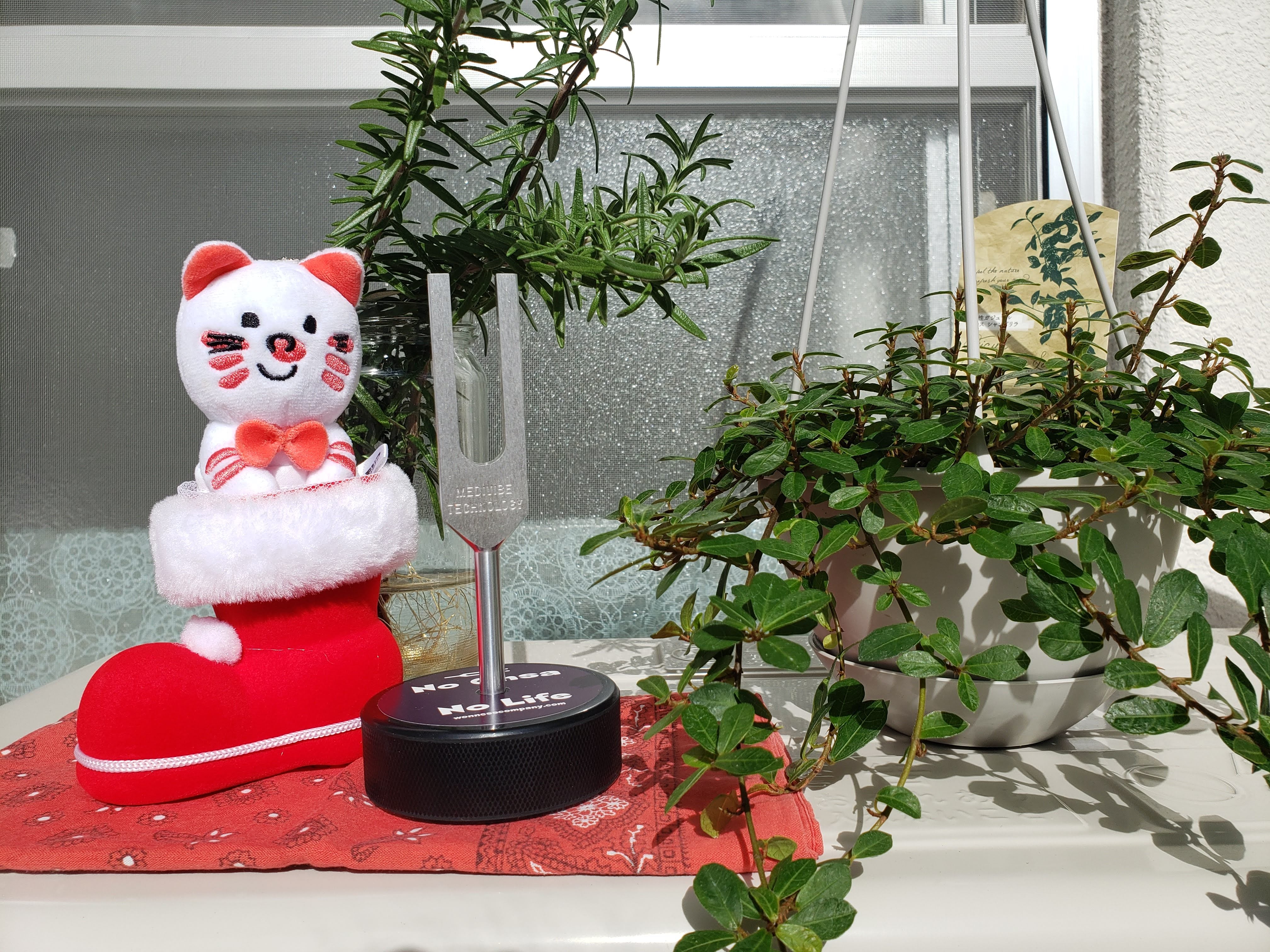 朝晩の習慣になりそうです。