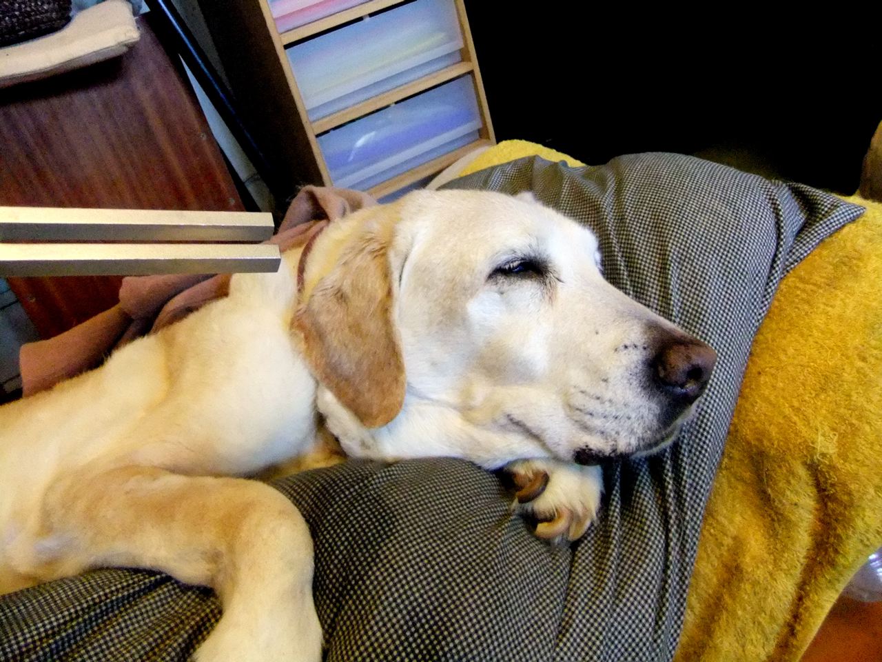 犬も猫も音叉が大好きです。