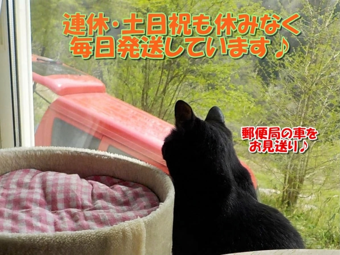 三連休も休みなく、毎日発送しています♪2026/10/11