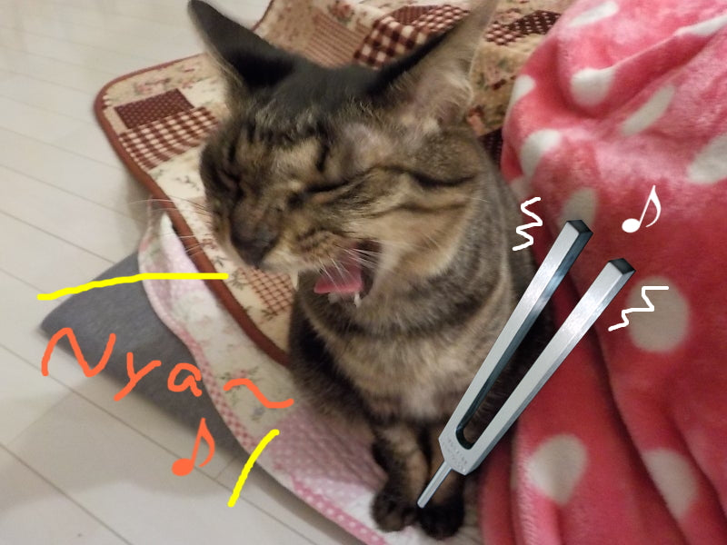 音叉の音を声に出すトーニング